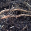 Brewers Gold Hops Rhizomes