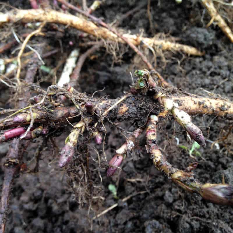 Left Fields Rhizomes